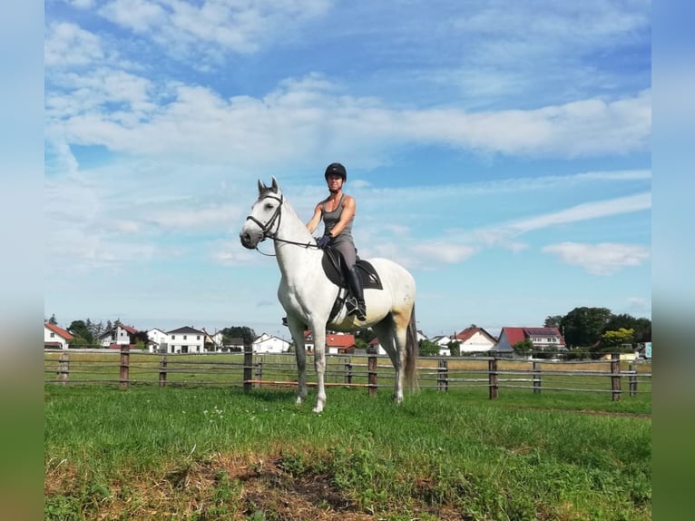 PRE Mestizo Caballo castrado 9 años 155 cm Tordo rodado in Karlshuld