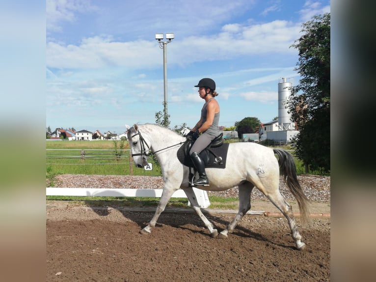 PRE Mestizo Caballo castrado 9 años 155 cm Tordo rodado in Karlshuld