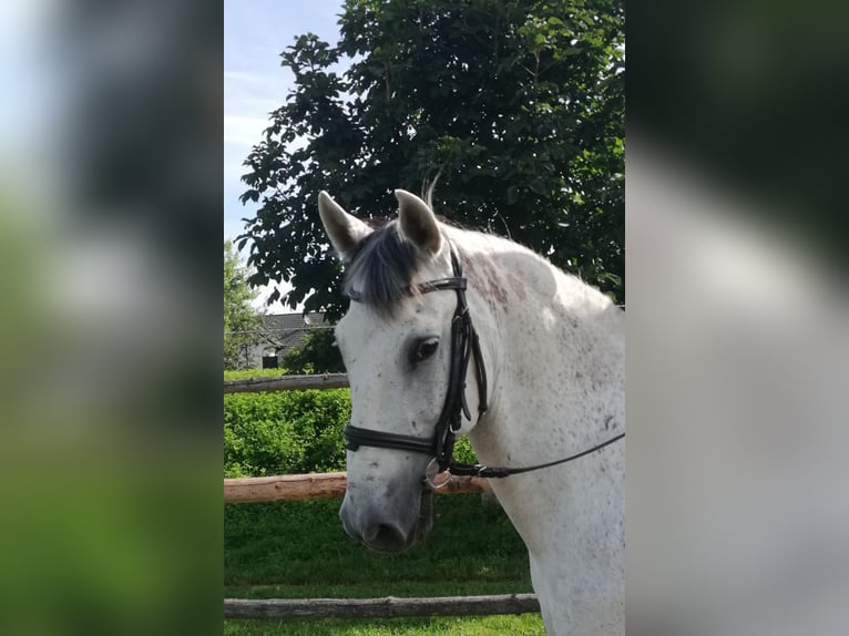 PRE Mestizo Caballo castrado 9 años 155 cm Tordo rodado in Karlshuld