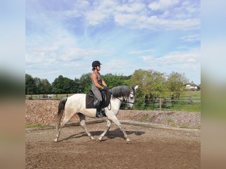 PRE Mestizo Caballo castrado 9 años 155 cm Tordo rodado in Karlshuld