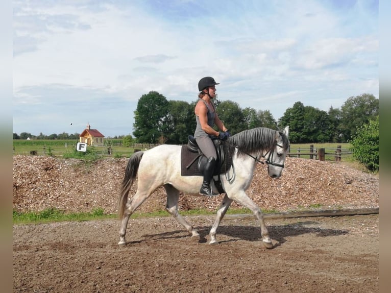 PRE Mestizo Caballo castrado 9 años 155 cm Tordo rodado in Karlshuld