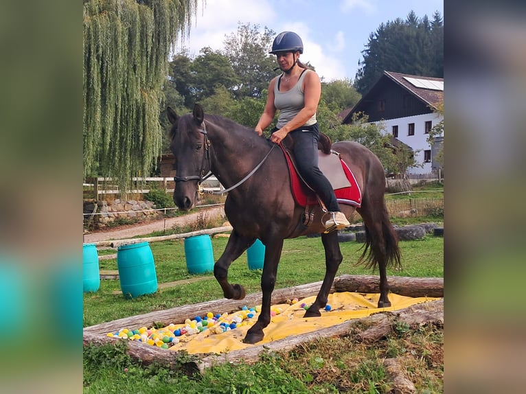 PRE Mestizo Caballo castrado 9 años 157 cm Morcillo in Bayerbach