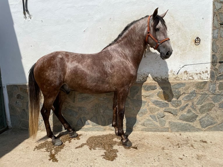 PRE Caballo castrado 9 años 157 cm Tordo rodado in Bundenbach