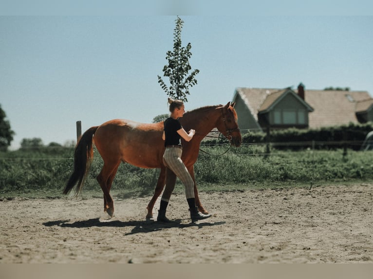 PRE Caballo castrado 9 años 158 cm Alazán in Osdorf
