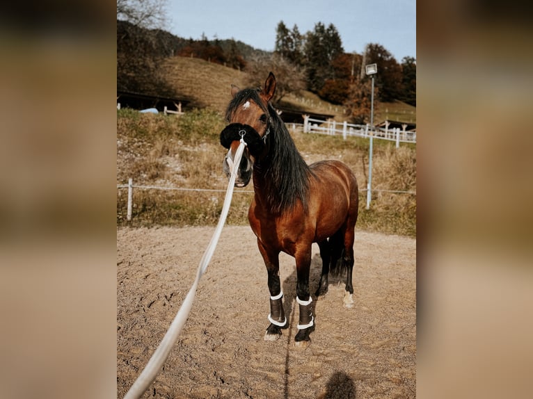 PRE Caballo castrado 9 años 158 cm Castaño in Weerberg