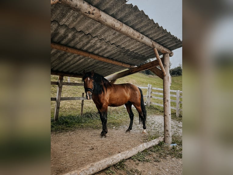 PRE Caballo castrado 9 años 158 cm Castaño in Weerberg