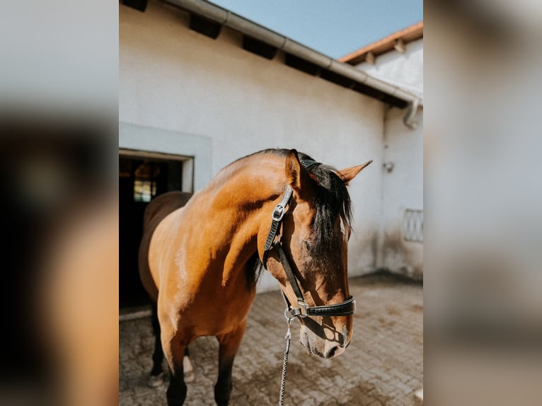 PRE Caballo castrado 9 años 158 cm Castaño in Weerberg