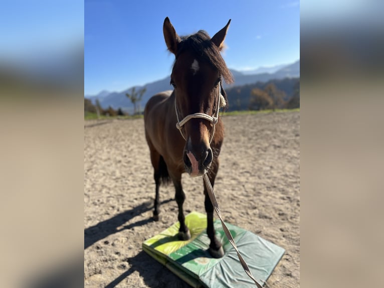 PRE Caballo castrado 9 años 158 cm Castaño in Weerberg