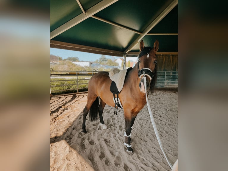 PRE Caballo castrado 9 años 158 cm Castaño in Weerberg