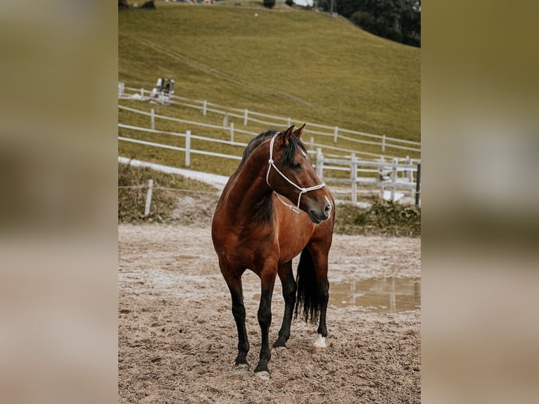 PRE Caballo castrado 9 años 158 cm Castaño in Weerberg