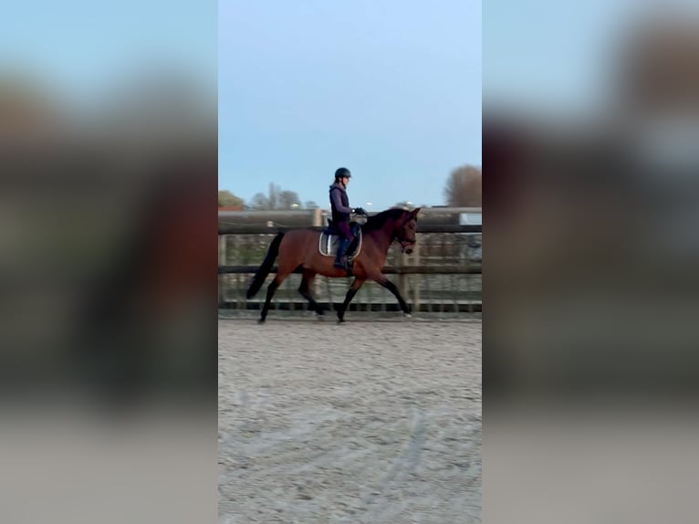PRE Mestizo Caballo castrado 9 años 158 cm Castaño oscuro in Tielt