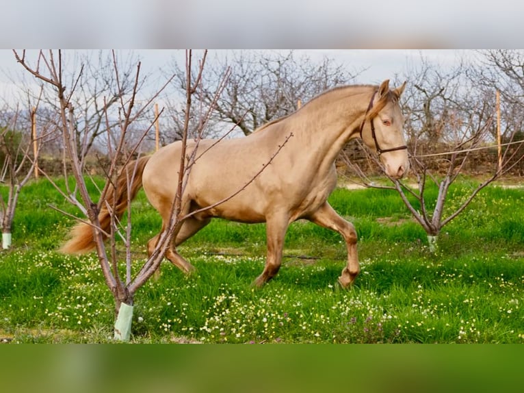 PRE Caballo castrado 9 años 158 cm Perlino in Genève