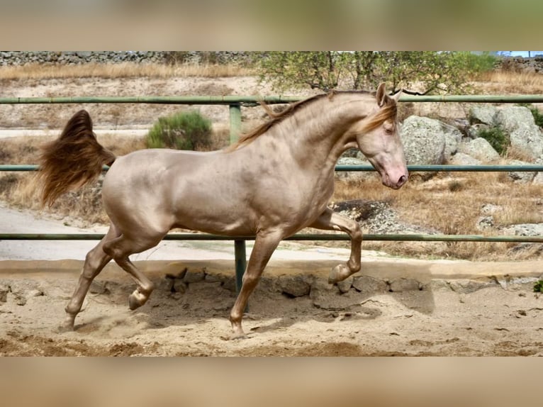 PRE Caballo castrado 9 años 158 cm Perlino in Genève