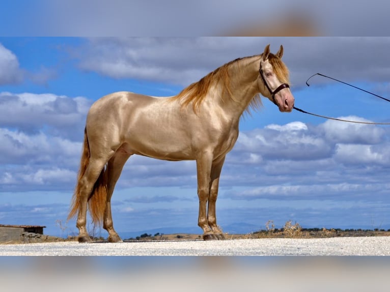 PRE Caballo castrado 9 años 158 cm Perlino in Genève