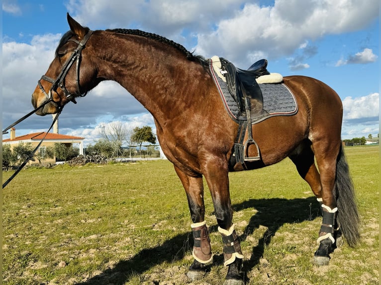 PRE Mestizo Caballo castrado 9 años 160 cm Castaño claro in Talarrubias