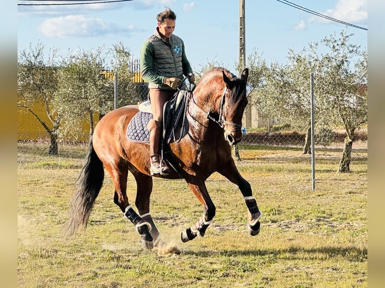 PRE Mestizo Caballo castrado 9 años 160 cm Castaño claro in Talarrubias