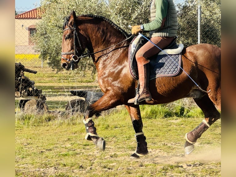 PRE Mestizo Caballo castrado 9 años 160 cm Castaño claro in Talarrubias