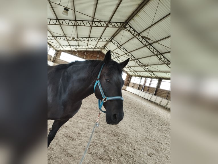 PRE Mestizo Caballo castrado 9 años 160 cm Morcillo in Wiesloch