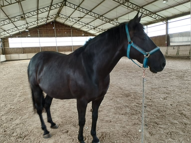 PRE Mestizo Caballo castrado 9 años 160 cm Morcillo in Wiesloch