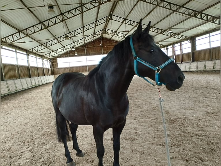 PRE Mestizo Caballo castrado 9 años 160 cm Morcillo in Wiesloch