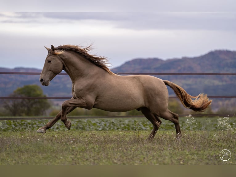 PRE Mestizo Caballo castrado 9 años 160 cm Perla in Balingen