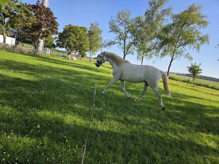 PRE Caballo castrado 9 años 160 cm Tordo in Kranichfeld