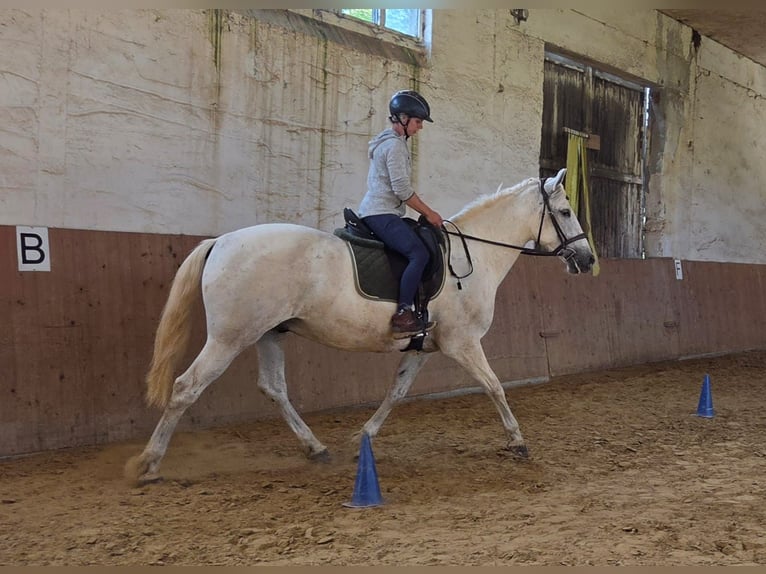 PRE Caballo castrado 9 años 160 cm Tordo in Kranichfeld
