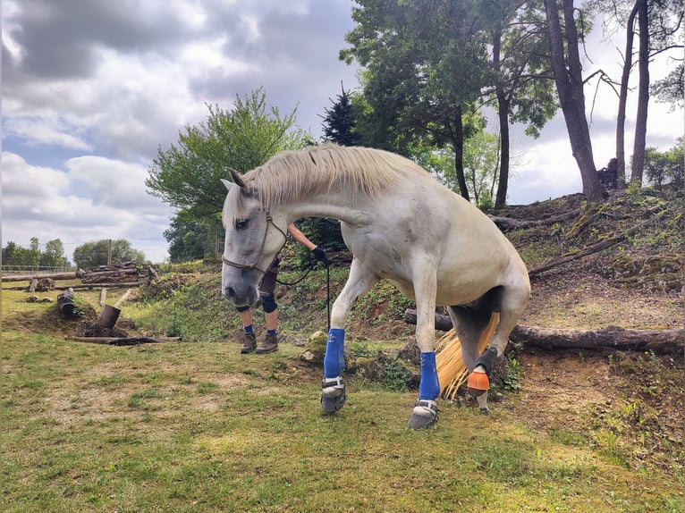 PRE Caballo castrado 9 años 160 cm Tordo in Kranichfeld
