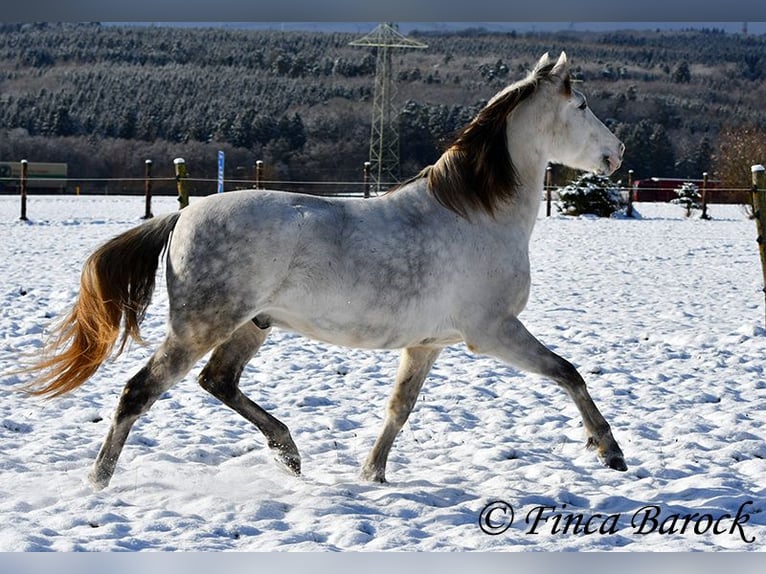 PRE Caballo castrado 9 años 160 cm Tordo in Wiebelsheim