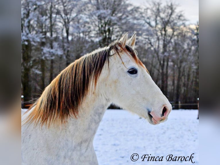 PRE Caballo castrado 9 años 160 cm Tordo in Wiebelsheim