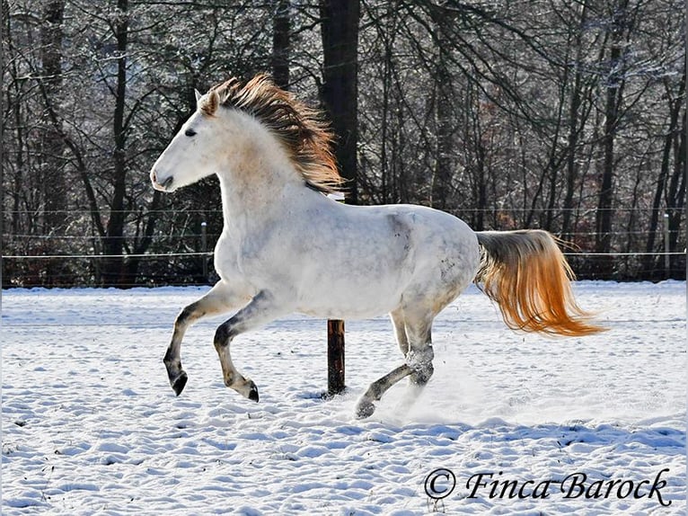 PRE Caballo castrado 9 años 160 cm Tordo in Wiebelsheim