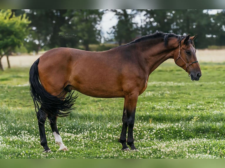 PRE Mestizo Caballo castrado 9 años 162 cm Castaño in Bötersen