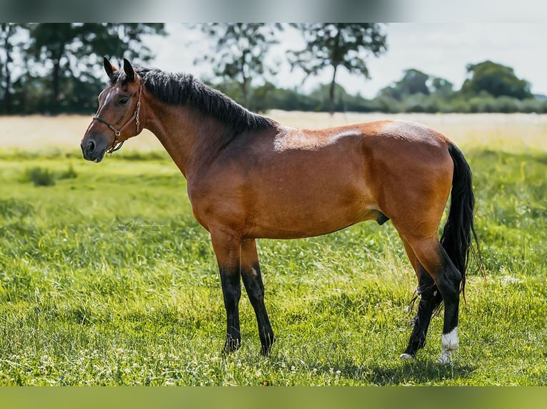 PRE Mestizo Caballo castrado 9 años 162 cm Castaño in Bötersen