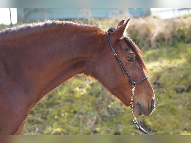 PRE Mestizo Caballo castrado 9 años 162 cm Castaño oscuro in Krumbach