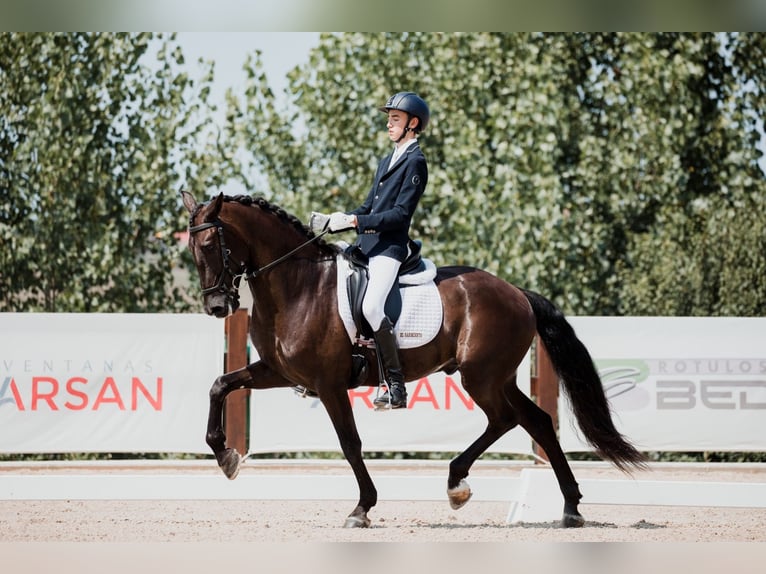 PRE Mestizo Caballo castrado 9 años 162 cm Negro in Serrada Valladolid