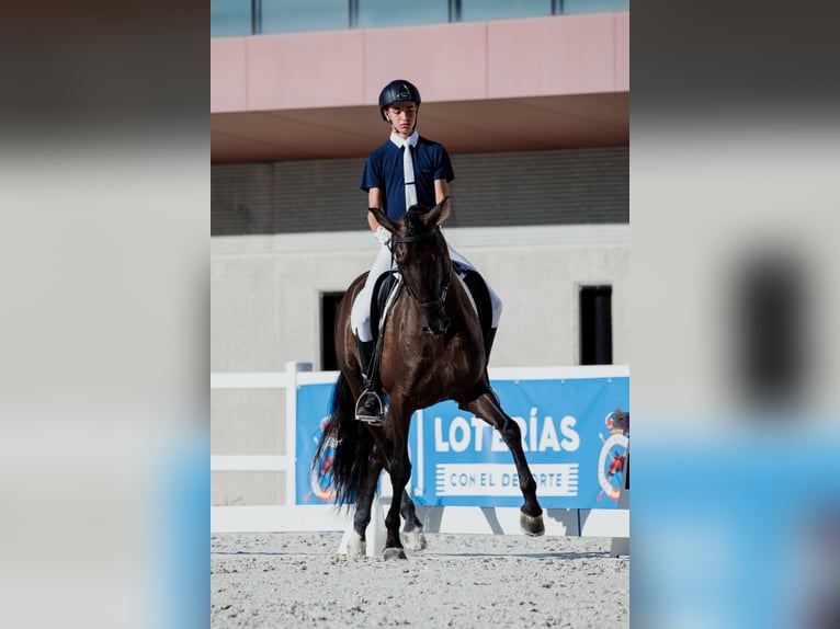 PRE Mestizo Caballo castrado 9 años 162 cm Negro in Serrada Valladolid