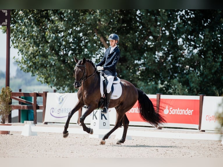 PRE Mestizo Caballo castrado 9 años 162 cm Negro in Serrada Valladolid