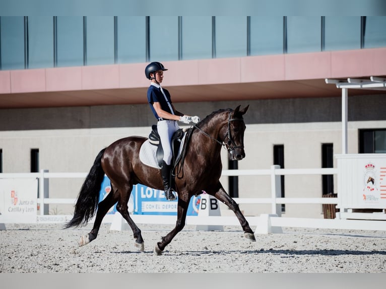 PRE Mestizo Caballo castrado 9 años 162 cm Negro in Serrada Valladolid