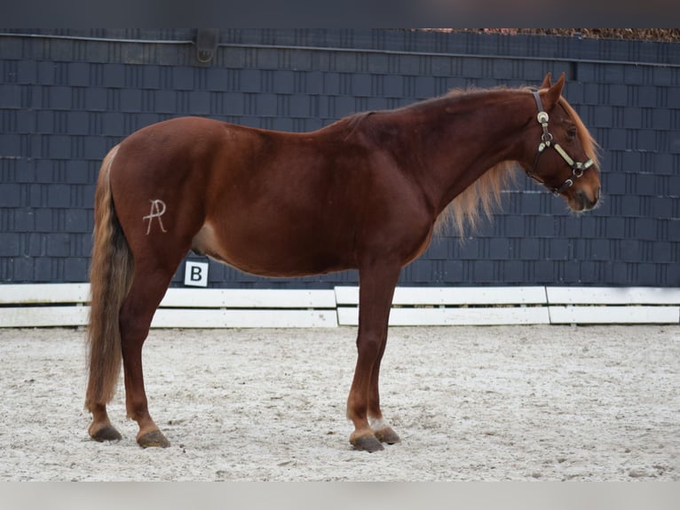 PRE Mestizo Caballo castrado 9 años 163 cm Alazán in Stadthagen
