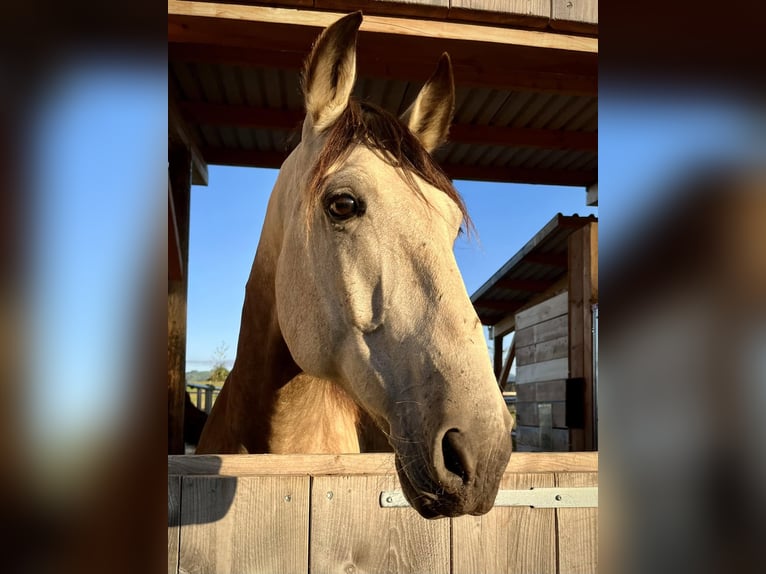 PRE Caballo castrado 9 años 163 cm Bayo in Zug