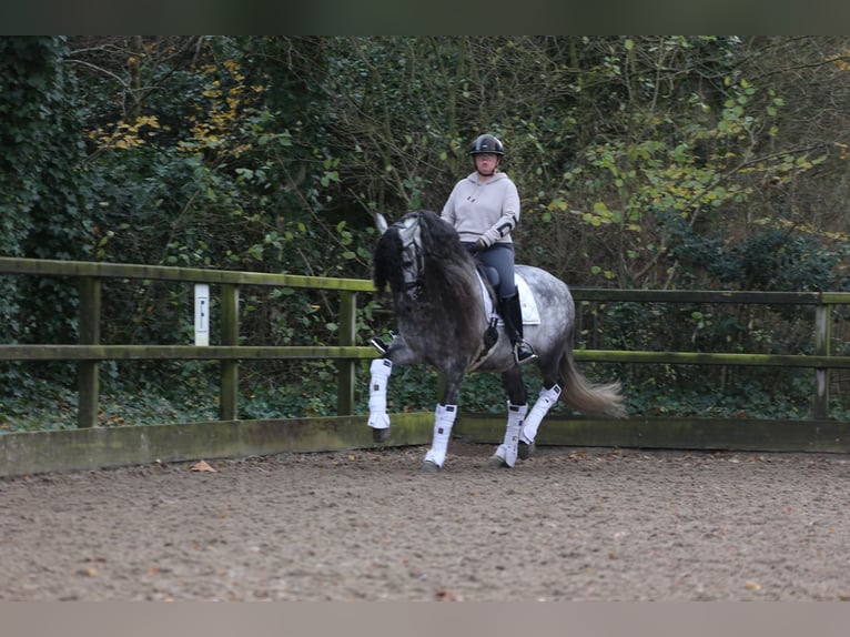 PRE Caballo castrado 9 años 163 cm Porcelana in Heemskerk