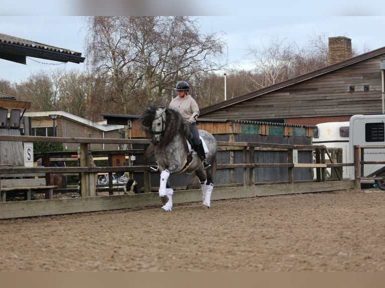 PRE Caballo castrado 9 años 163 cm Porcelana in Heemskerk