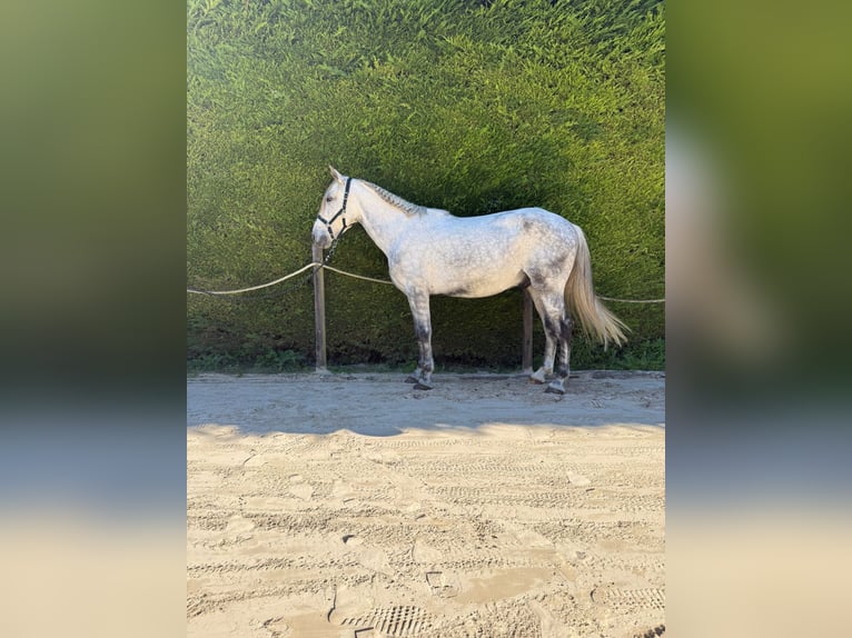 PRE Caballo castrado 9 años 163 cm Tordo in laredo