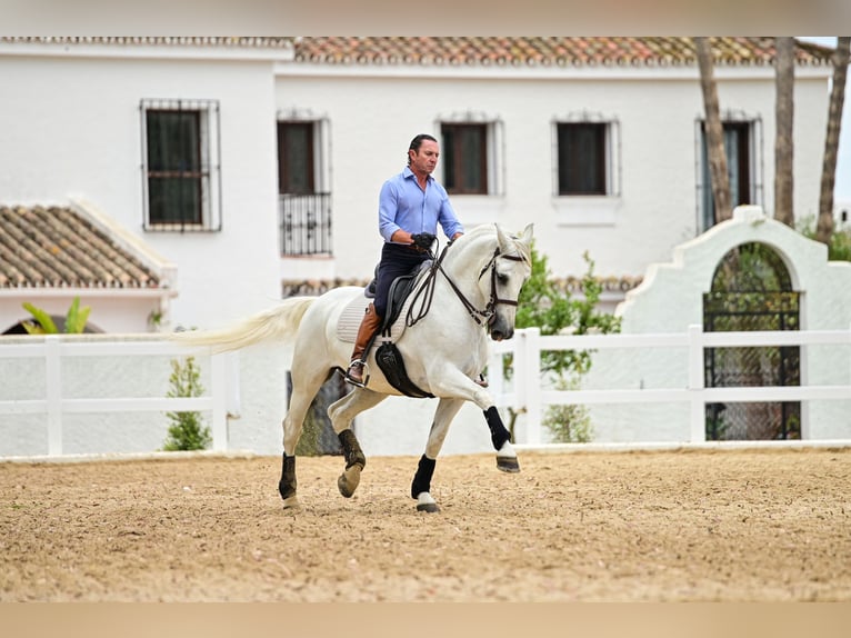 PRE Caballo castrado 9 años 163 cm Tordo in Manilva