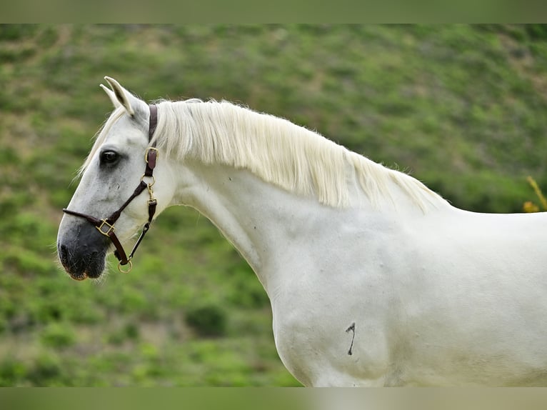 PRE Caballo castrado 9 años 163 cm Tordo in Manilva