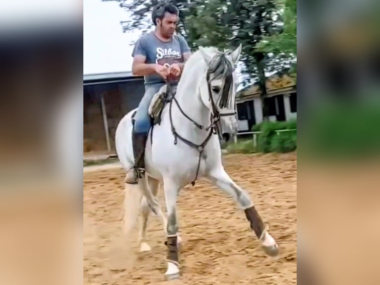 PRE Mestizo Caballo castrado 9 años 163 cm Tordo rodado in Sevilla