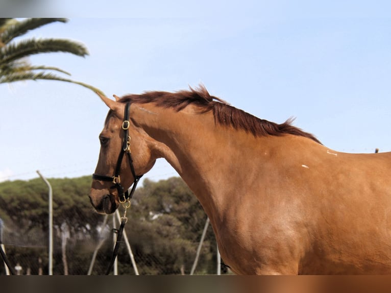 PRE Mestizo Caballo castrado 9 años 164 cm Alazán in Hamburg