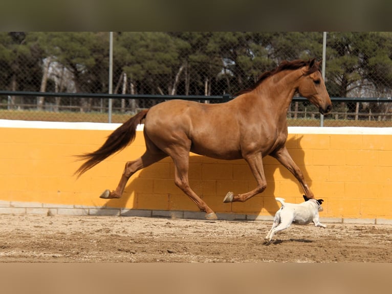 PRE Mestizo Caballo castrado 9 años 164 cm Alazán in Hamburg