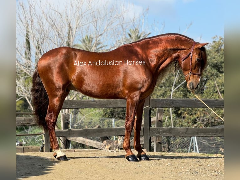 PRE Mestizo Caballo castrado 9 años 164 cm Alazán-tostado in Sevilla