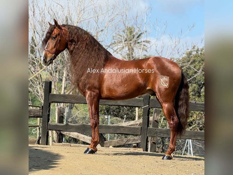 PRE Mestizo Caballo castrado 9 años 164 cm Alazán-tostado in Sevilla